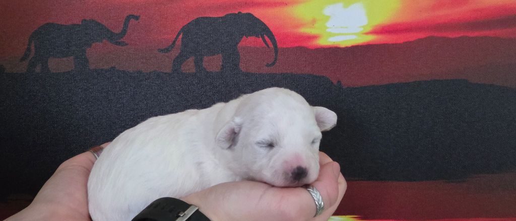 du Domaine des Pins d'Aurécanie - Chiots disponibles - Bichon Frise