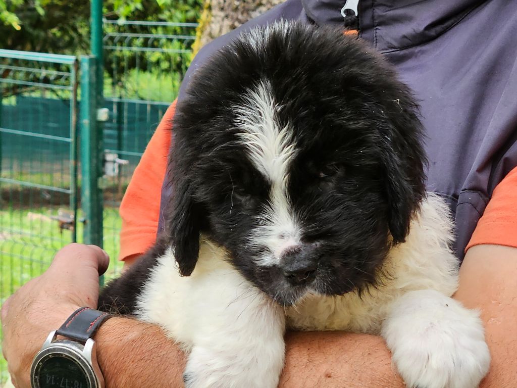 du Domaine des Pins d'Aurécanie - Chiots disponibles - Landseer type continental europeen