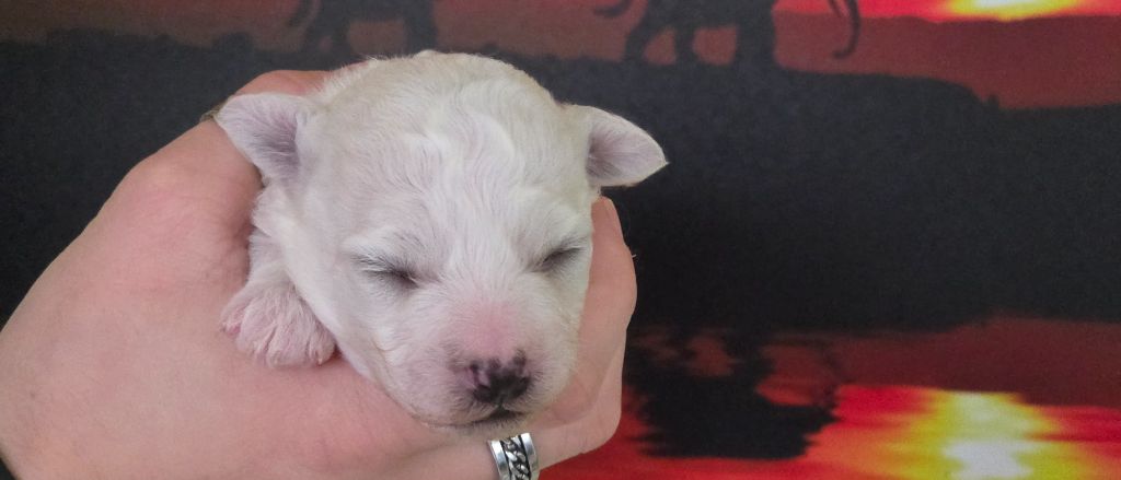 du Domaine des Pins d'Aurécanie - Chiots disponibles - Bichon Frise