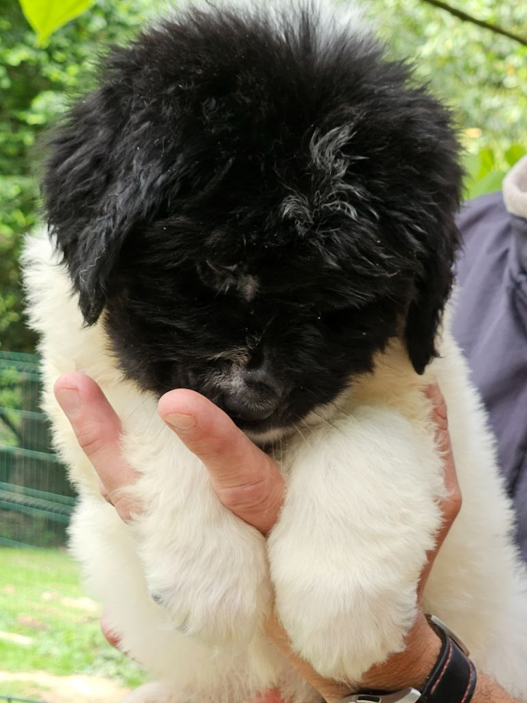 du Domaine des Pins d'Aurécanie - Chiots disponibles - Landseer type continental europeen