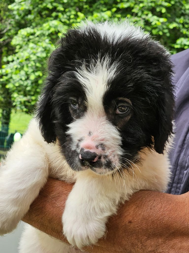 du Domaine des Pins d'Aurécanie - Chiots disponibles - Landseer type continental europeen