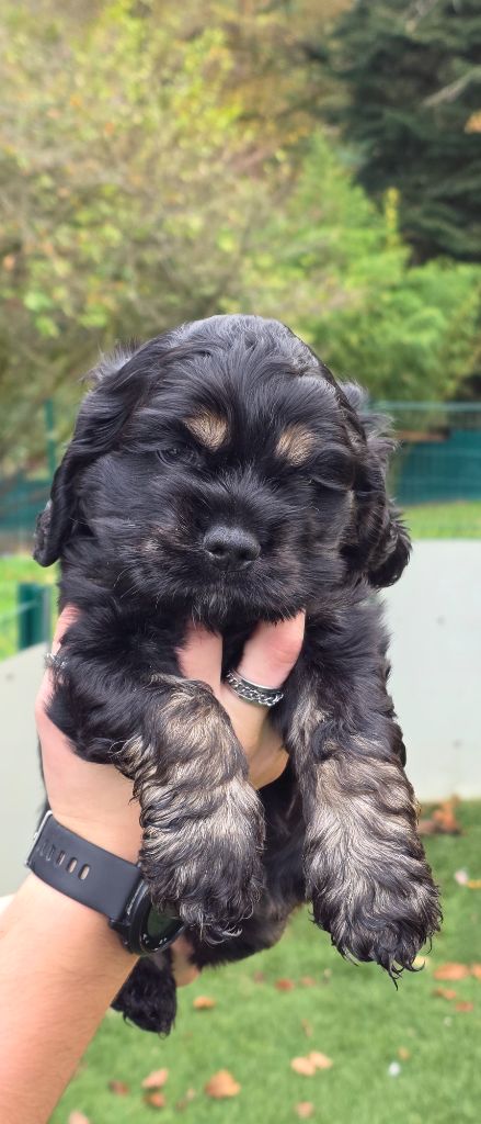 du Domaine des Pins d'Aurécanie - Chiots disponibles - American Cocker Spaniel