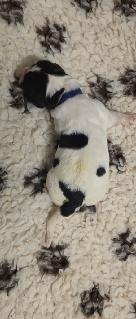 du Domaine des Pins d'Aurécanie - Chiots disponibles - Landseer type continental europeen